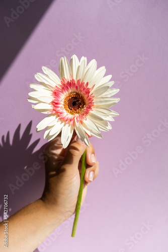 White gerbera flower in the...