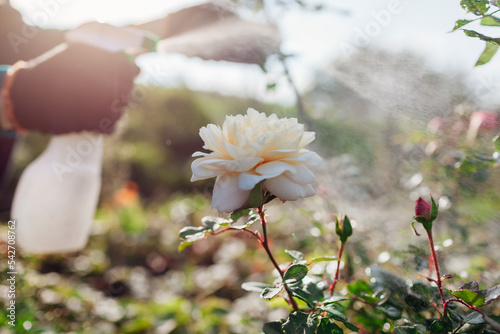 Photography Gardener applies fertilizer on flowering rose