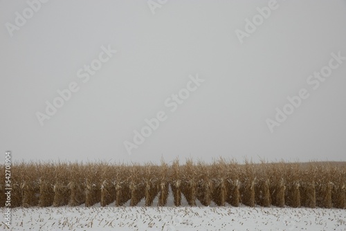 Rows of crops on unharvested agricultural field photo