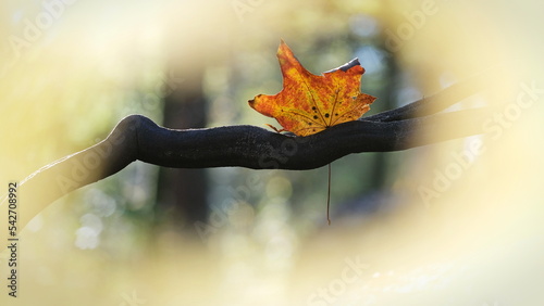 Wallpaper Mural Ein Blatt von Spitzahorn (Acer platanoides) in Herbstfarben hängt an einem dunklen Ast umgeben von unscharfen Hintergrund mit Bokeh. Torontodigital.ca