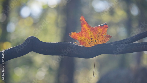 Wallpaper Mural Ein Blatt von Spitzahorn (Acer platanoides) in Herbstfarben hängt an einem dunklen Ast umgeben von unscharfen Hintergrund mit Bokeh. Torontodigital.ca