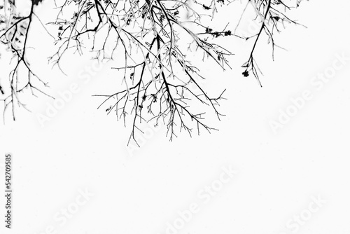 Fototapeta Icy branch with leaves with negative space, great for quotes or banners