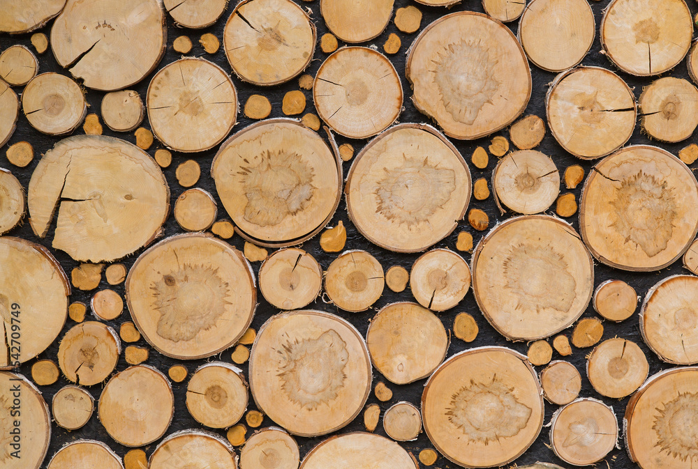 Decorative wall made of large end saw cuts of birch and small trees 