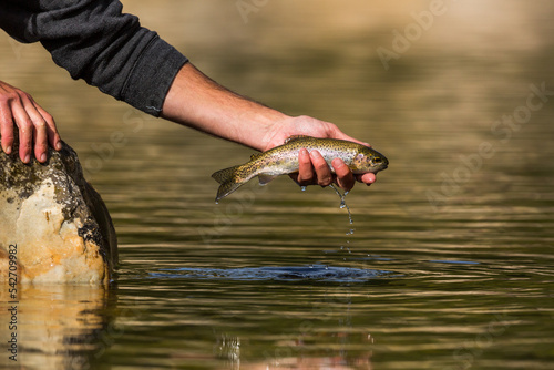 Fototapeta Naklejka Na Ścianę i Meble -  fly fisherman releasing a trout back into the water