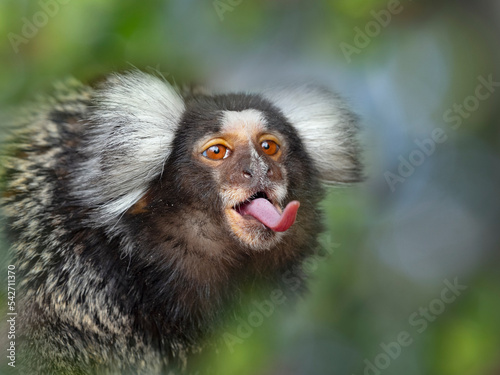 Common marmoset (Callithrix jacchus) sticking out tongue, Captive, with digitally added leaf pattern photo