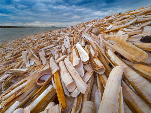 Empty Razor clam shells (Ensis siliqua) washed up on Titchwell Beach, Norfolk, UK. October 2018.  photo