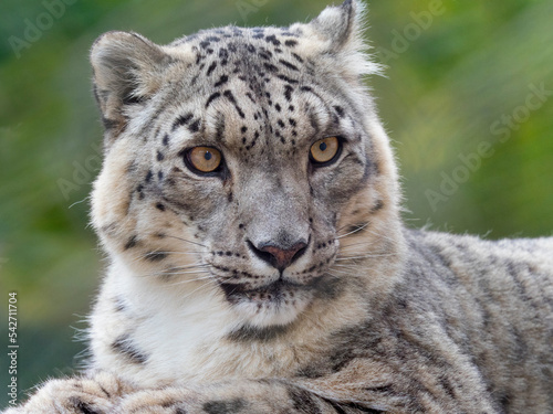 Snow leopard (Panthera uncia) portrait. Captive.  photo