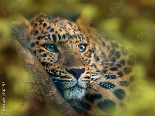 Close up of an Amur leopard (Panthera pardus orientalis) portrait. Captive, with digitally added leaf pattern.  photo