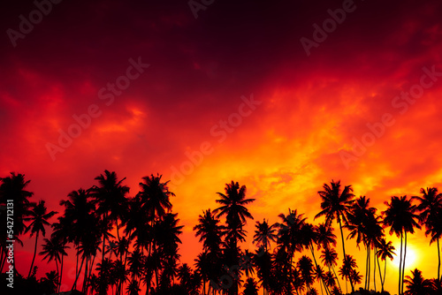 Coconut palm trees silhouettes and shining sun on tropical beach at sunset © nevodka.com