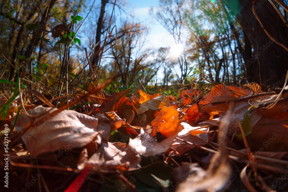 closeup of yellow autumn color leaves and trees, bright sunlight in forest, beautiful autumn landscape, nature in fall season closeup of yellow autumn color leaves and trees, bright sunlight in forest, beautiful autumn landscape, nature in fall season
