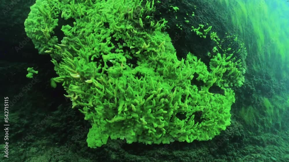 Sponge Rilla Underwater footage of Freshwater Sponge (Spongilla Lacustris) In The ...