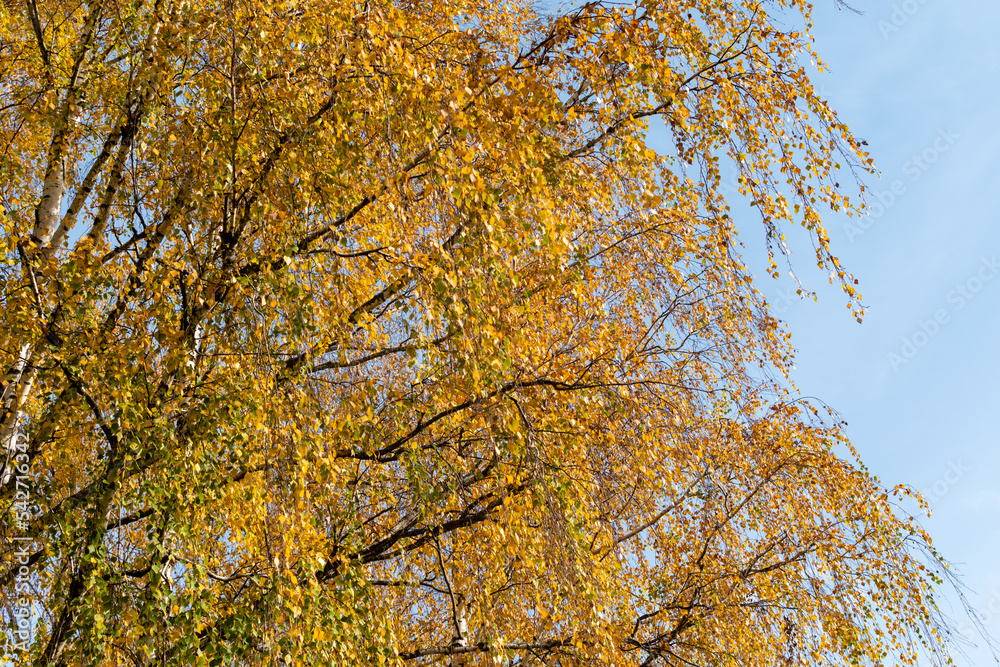 Fototapeta premium Yellow leaves on numerous birch branches against blue sky in autumn sunny day