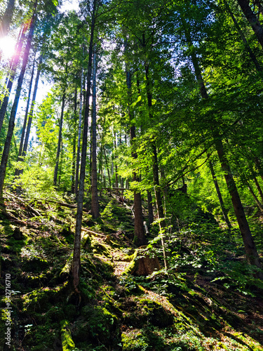 footpath in the forest