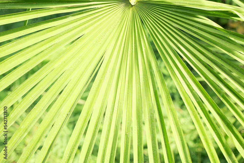 Obraz premium Fresh Green Palm Leaf Close Up Texture