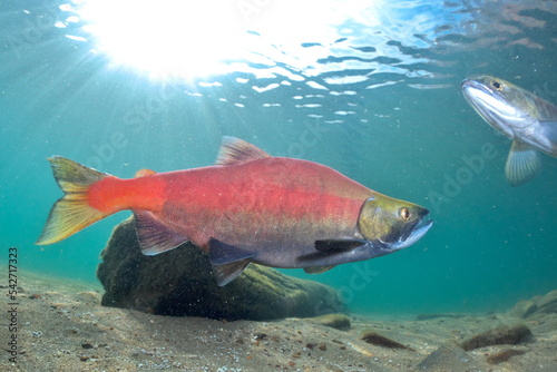 Underwater photography of Kokanee salmon in Lake Kussharo, Hokkaido in autumn