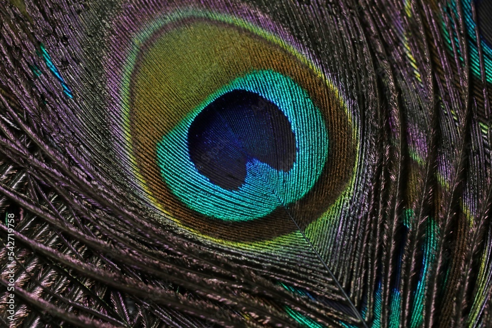Naklejka premium Peacock feather closeup. Peafowl feather background. Lord Krishna Janmashtami background wallpaper. Feather texture abstract pattern background wallpaper. Art decor background. Amazing background.