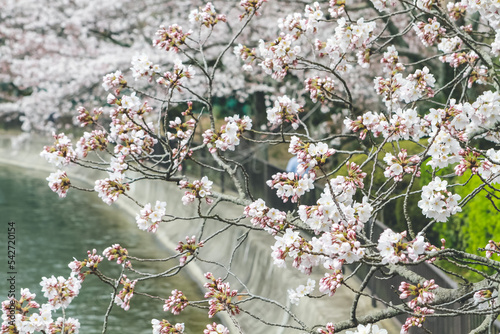 Cherry blossom at Lake Biwa Canal in Yamashina, photo