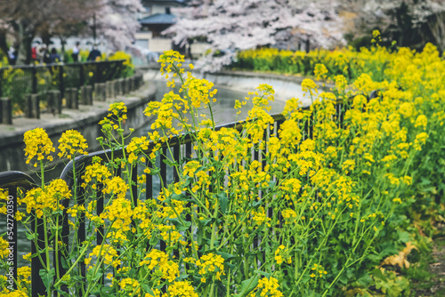 Sakura and Rapeseed Flowers at Yamashina Canal photo