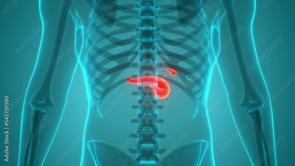 Human Internal Organs Pancreas with Gallbladder Anatomy Animation ...