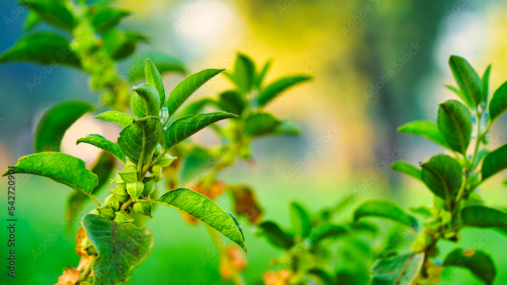 Fototapeta premium Withania somnifera plant known as Ashwagandha. Indian ginseng herbs, poison gooseberry, or winter cherry. Ashwagandha Benefits For Weight Loss and healthcare
