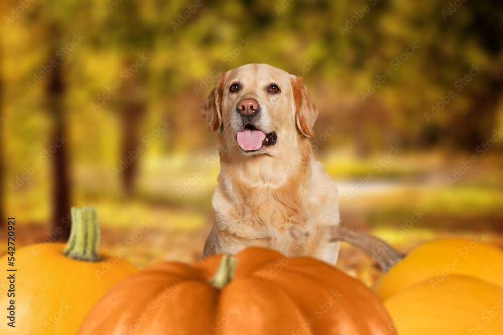 Happy cute young dog with fresh pumpkins.