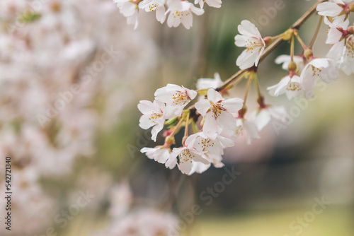 Cherry blossoms in Kyoto in the temples of Daigo Ji 10 April 2012 photo