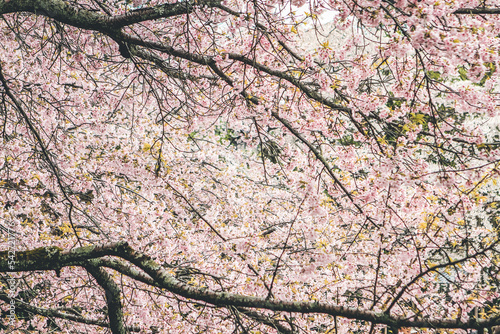 Cherry blossoms in Kyoto in the temples of Daigo Ji 10 April 2012 photo