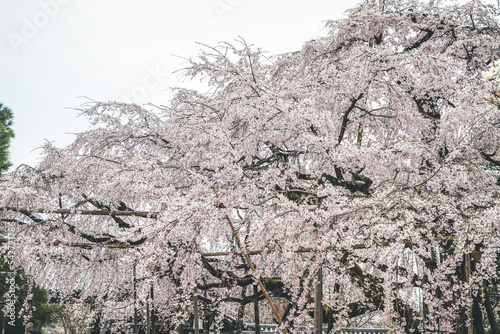 Tourists with Sakura trees in the garden Daigo ji 10 April 2012 photo