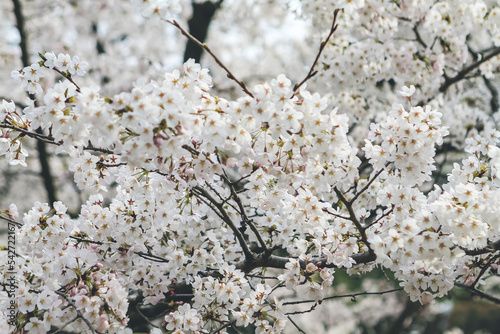 a Cherry blossoms at Site of Keage Incline in Kyoto, Japan. photo