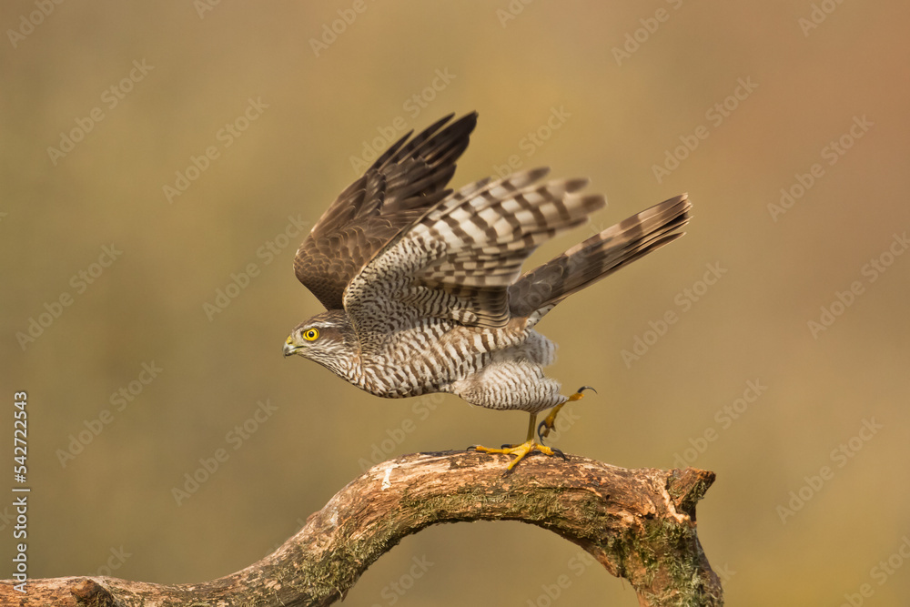 Fototapeta premium Birds of prey Sparrowhawk Accipiter nisus, hunting time bird sitting on the branch, Poland Europe 