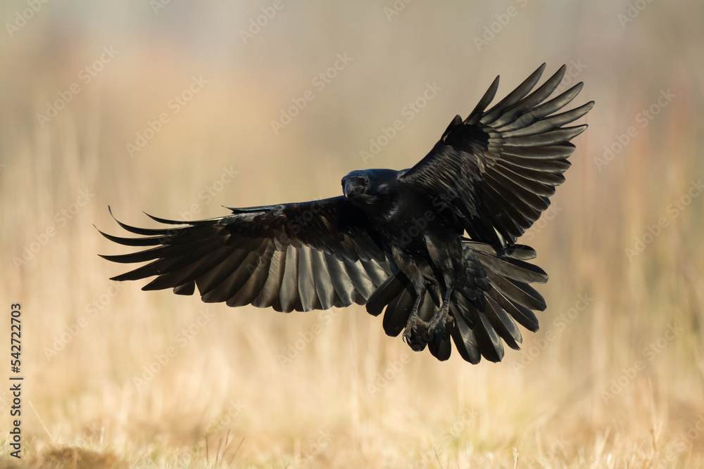 Bird Common Raven Corvus corax, dark style big black scary bird flying