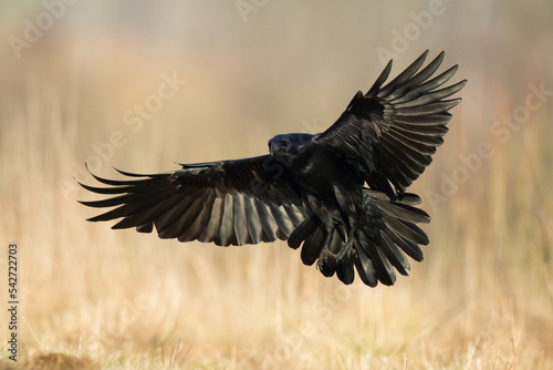 Bird Common Raven Corvus corax, dark style big black scary bird flying