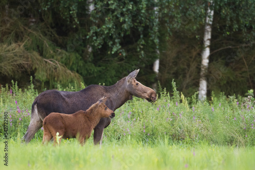 Mammals Elk ( Alces alces ) North part of Poland, Europe 