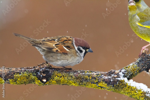 tree sparrow Passer montanus sitting on a branch blurred background winter time winter frosty day