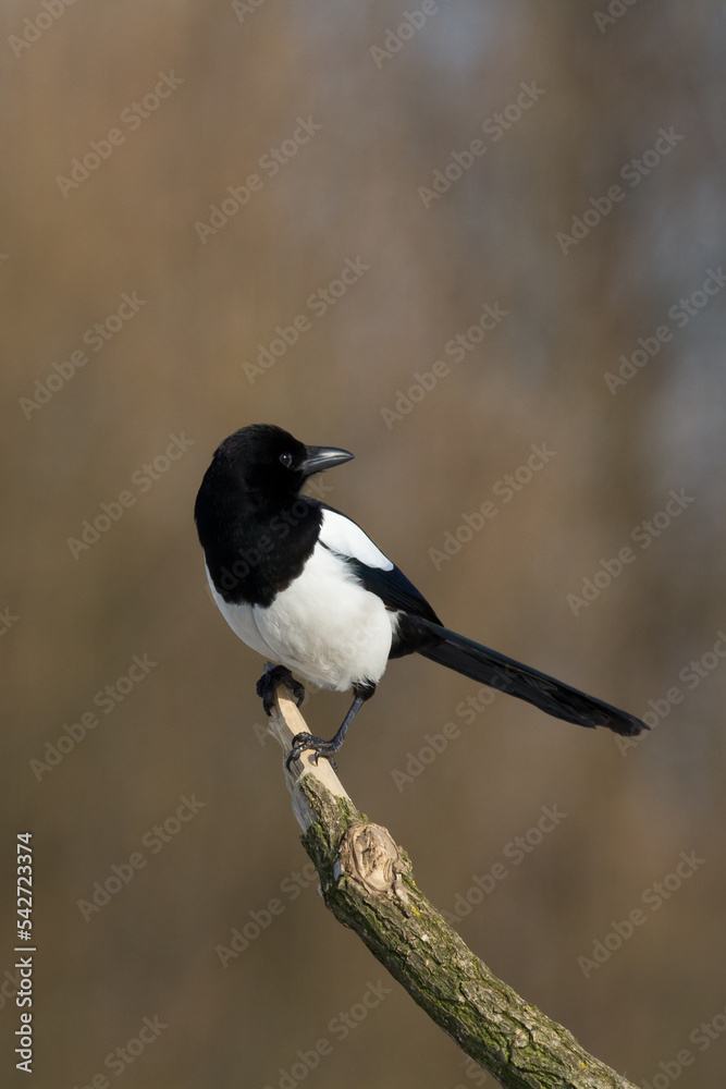 The Eurasian Magpie or Common Magpie or Pica pica on the branch with colorful background, winter time The Eurasian Magpie or Common Magpie or Pica pica on the branch with colorful background, winter time
