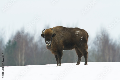 Mammals - wild nature European bison ( Bison bonasus ) Wisent herd standing on the winter snowy field North Eastern part of Poland, Europe Knyszynska Primeval Forest photo