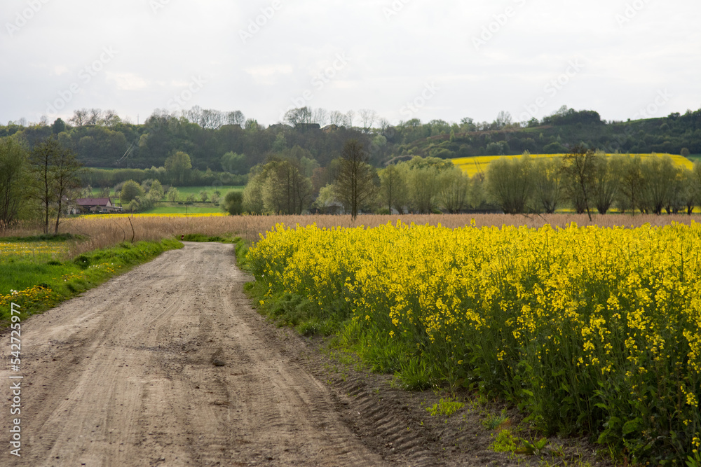 Rapeseed field with dirt road and trees in May in Poland