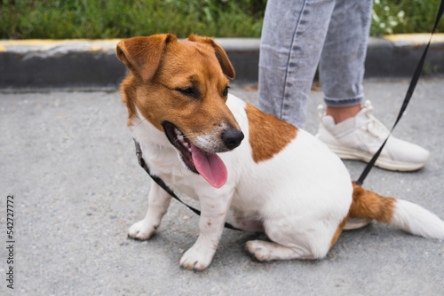 Jack Russell Terrier portrait outdoors. Selective focus