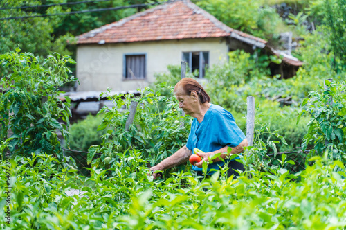 A grandma is harvesting vegetables in her garden during the day   © Dusan