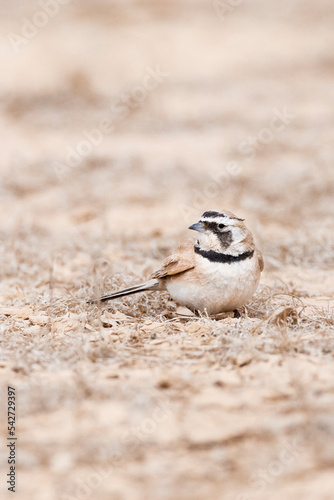 Temminck's Strandleeuwerik, Temminck's Lark, Eremophila bilopha photo