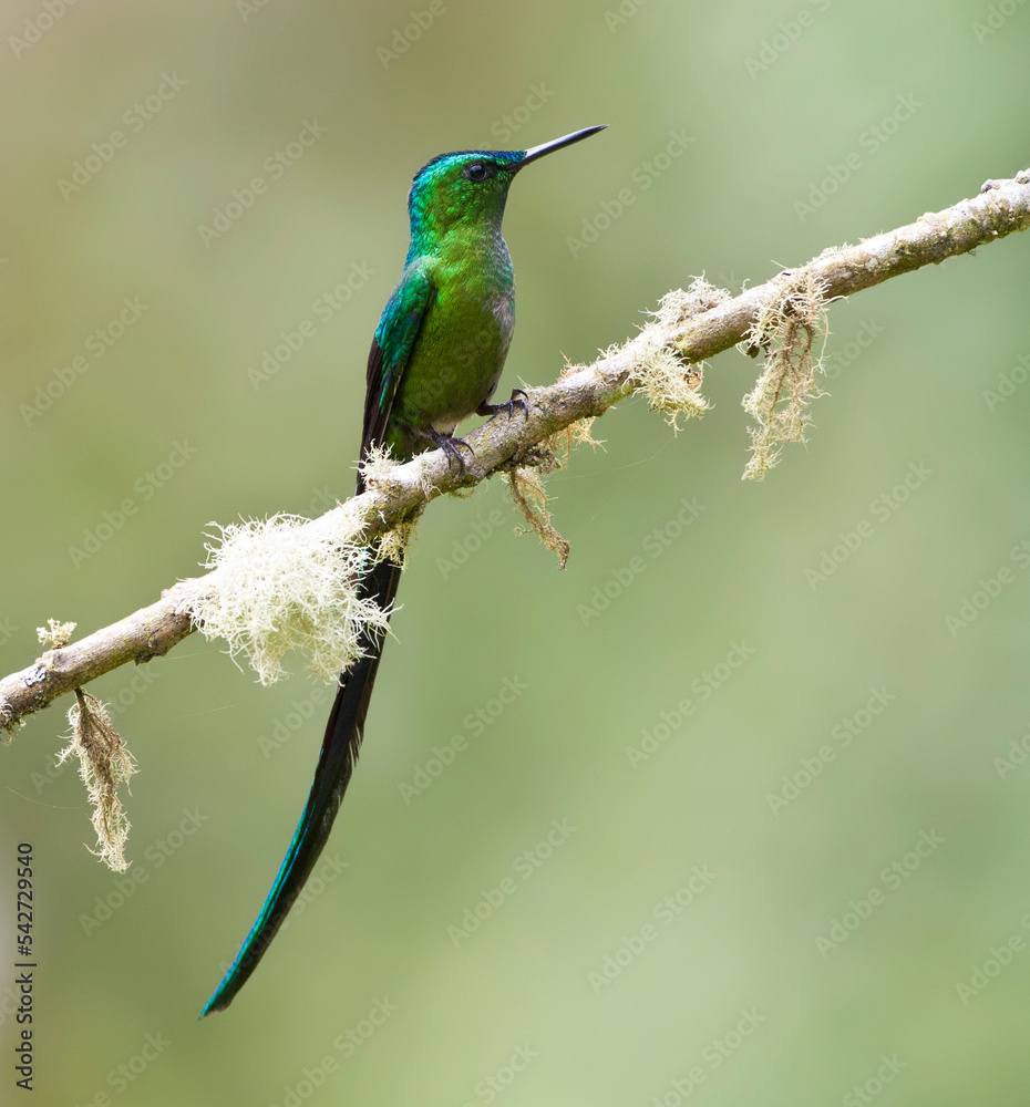 Fototapeta premium Langstaartnimf, Long-tailed Sylph, Aglaiocercus kingii