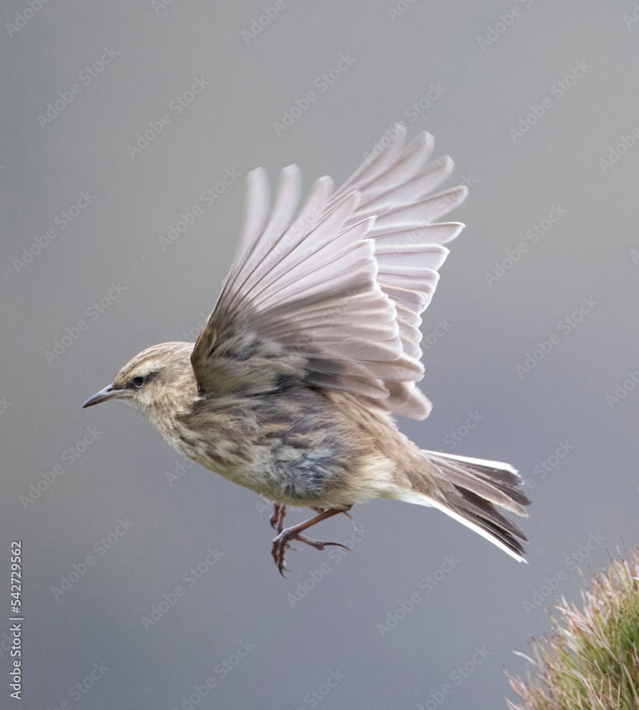 Fototapeta premium New Zealand Pipit (Campbell Island), Anthus (novaeseelandiae) aucklandicus