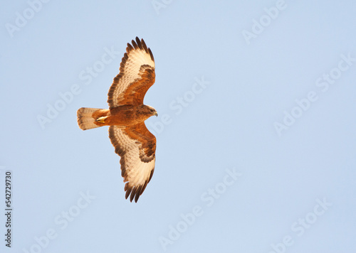 Steppebuizerd, Steppe Buzzard, Buteo buteo vulpinus photo