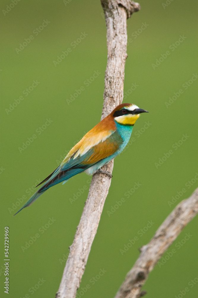 Bijeneter, European Bee-eater, Merops apiaster Bijeneter, European Bee-eater, Merops apiaster