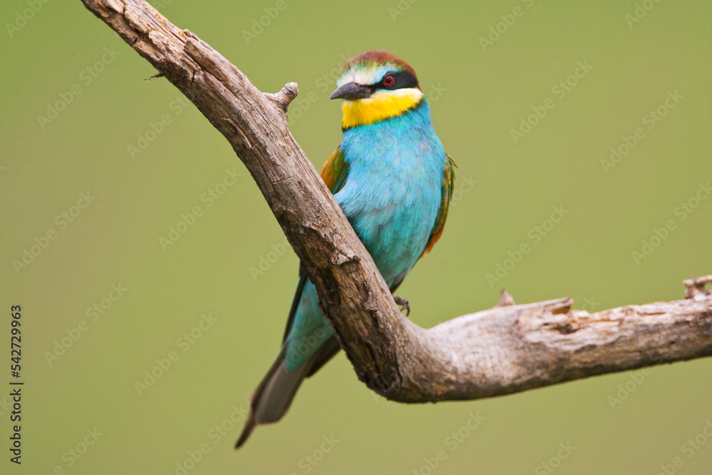 Bijeneter, European Bee-eater, Merops apiaster Bijeneter, European Bee-eater, Merops apiaster