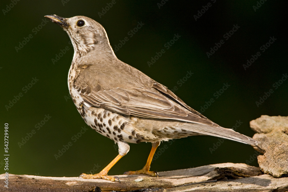 Fototapeta premium Grote Lijster, Mistle Thrush, Turdus viscivorus