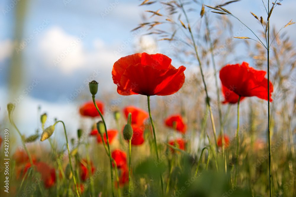 Naklejka premium Red poppy flowers growing on a meadow