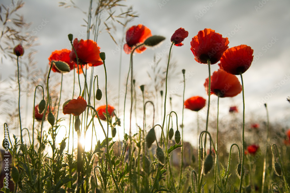 Obraz premium Red poppy flowers against the rising sun