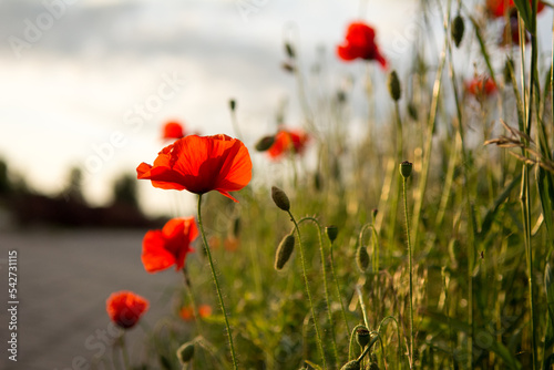 Red poppy flowers growing at the edge of a road