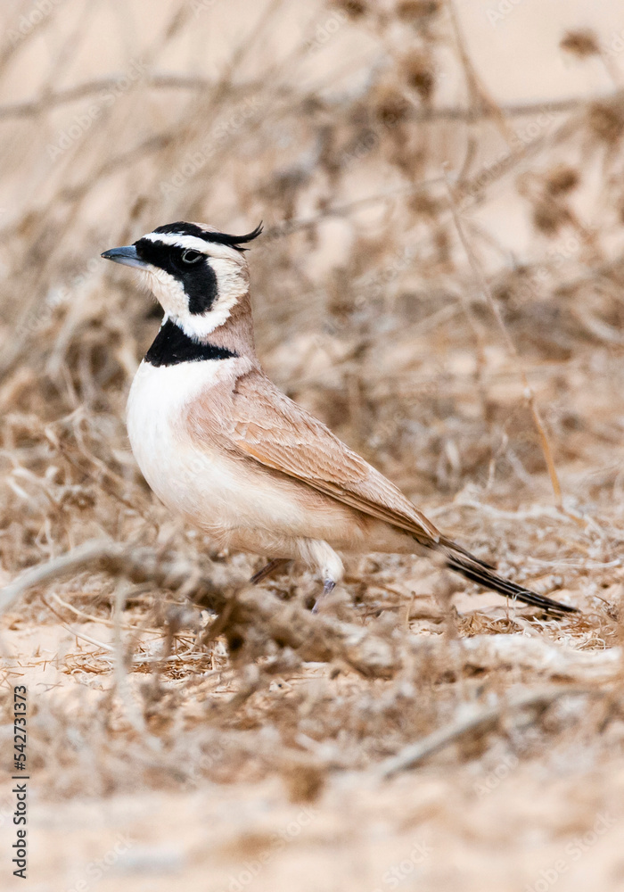 Obraz premium Temminck's Strandleeuwerik, Temminck's Lark, Eremophila bilopha
